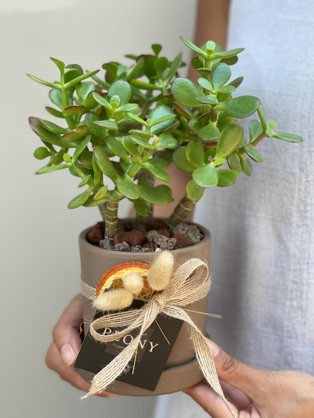 Crassula Ovata Para Çiçeği